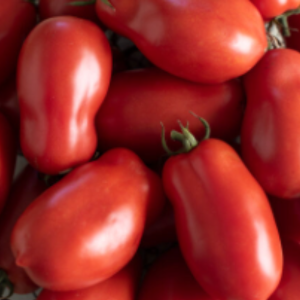Organic San Marzano tomato plant