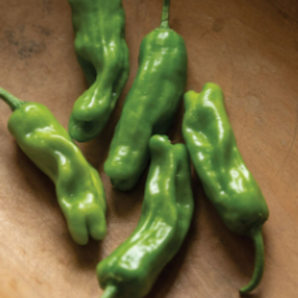 Organic Shishito Pepper plant