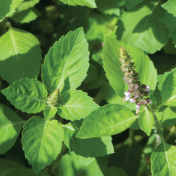 *2 Sizes* Organic Kapoor Tulsi (Holy Basil) plant