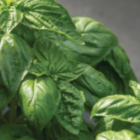 *2 Sizes* Organic Winner Basil plant