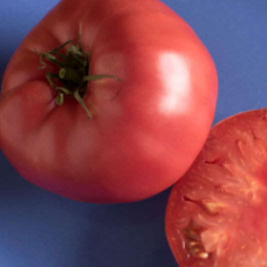Organic Brandywine tomato plant