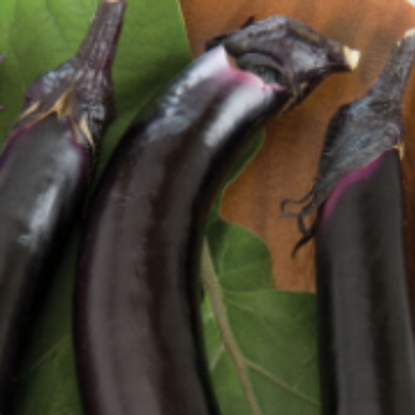 Organic Orient Express Eggplant plant