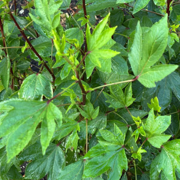NEW! Organic Red Gongura (Red Sorrel)