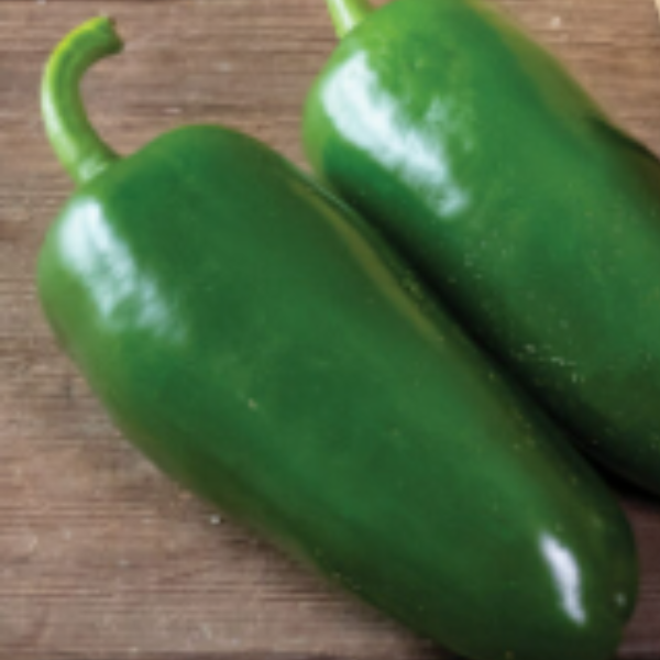 *2 Sizes* Organic Pantera Jalapeño Pepper plant