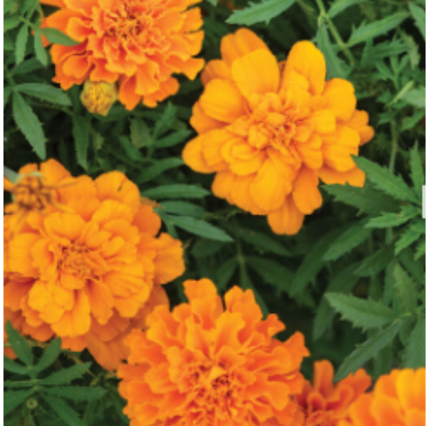 Organic Durango Tangerine Marigold plant