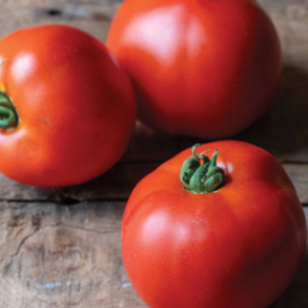 Organic New Girl tomatoes plant