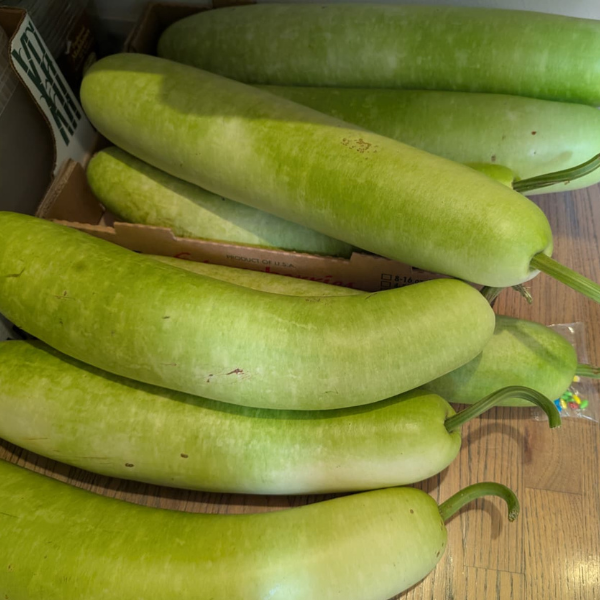 Organic Op Squash (Lauki/Dhudi/Calabasa) plant
