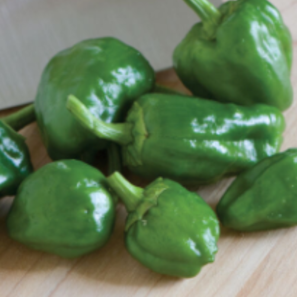 Organic Padron peppers plant