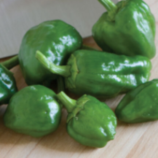 Organic Padron peppers plant