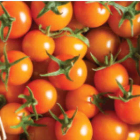 Sun Gold cherry tomatoes plant
