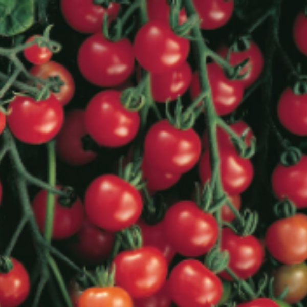Supersweet 100 cherry tomato plant